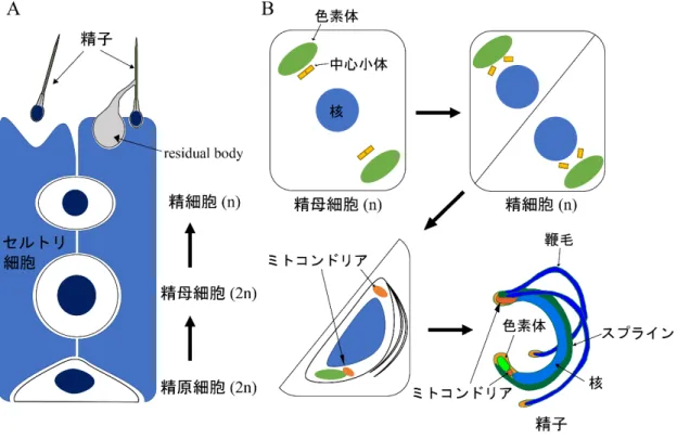 図 1.  動植物における精子形成過程 