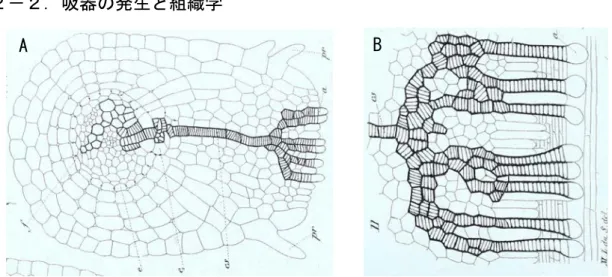 図 1  Pedicularis sylvatica  （シオガマギク属）における吸器横断切片の模式図  (A)右側 に向かって伸びる吸器の全体像。 (B) 宿主とのインターフェイス部分の拡大図。 Sablon  ML  du,  1887  Figure 9, 11 より再掲。縞模様を持つ細胞は道管要素を表す。 寄生植物が吸器を介してどのように宿主植物の組織に侵入するかを理解するため，吸器を 構成する細胞の特性や構造，その発生についての研究が行なわれてきた。1887 年には既にシ オガマギク属の半寄生植物