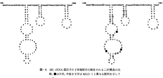 図 - 4 16S  rRNA 遺伝子の 3'末端部分の推定 さ れ る こ次構造 の 比 較. . は 欠失， 中 抜 き 文字 は MLO- 1 と 異 な る 配列 を 示 し て
