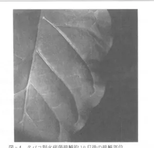 図 - 3 タ バ コ 野火病菌緩種約 10 日 後の接積部位 ( コ ン ト ロ ー ル と し て 用 い た非形質転換値物)