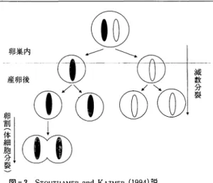 図 - 3  STOUT ll AMER  and  KAZMER  ( 1994) 説