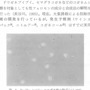 図 - 3  Bacilllls  þoþiliae セ マ ダ ラ 株の胞子 ( x l . OOOl (償i山原図) 種の育成 も 行 っ て い る 。 ( 3  )  土壌表層 pH の調整 コ ウ ラ イ シ パ の 葉腐病 ( ラ ー ジパ ッ チ ) の 発生 は 土壌pH に 大 き く 支 配 さ れ て お り ， 特 に 土 壌 表 居 (0�1cm) の pH の 影 響 が 大 き い ( 図 -4 ) 。 ゴ ル フ 場 で は，pI-I 7 