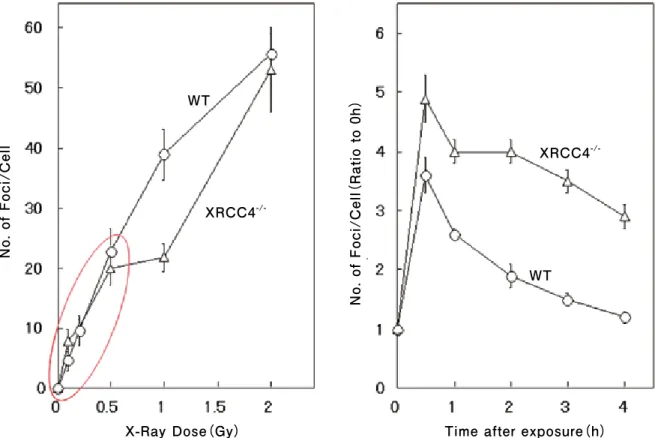 図 3- 4：NHEJに機能する遺伝子XRCC4 の破壊細胞におけるγH2AXフォーカス数 。γH2AXフォーカスはDNA二重鎖切断部位と密接に関係している。左図は照射 １時間後の結果で、野生株と同様に、0.5Gy以下の低線量域でフォーカス数は線量にほぼ比例していることを示している。右図は3Gy照射後の経時変化RS Special Series :Recent Advances in Research for Radiation Protection 特集　放射線防護研究は今胸腺移植系による胸腺リンパ腫の発