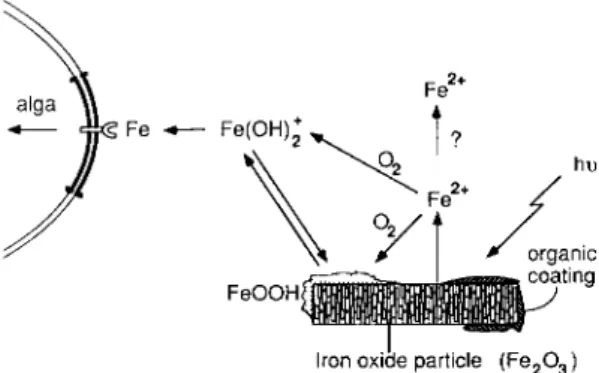 Fig.  2.&#34; Redox  cycle of Fe in seawater  in  the pres-  ence of e- donors such as organic compounds