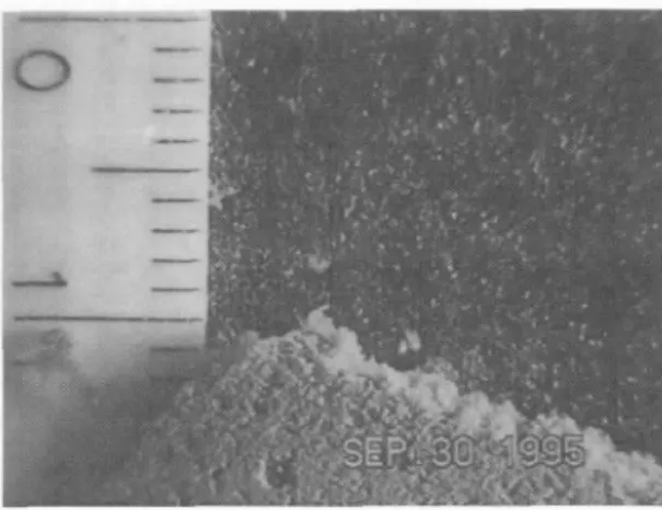 Fig.  4." Floc-camera  image  o f  flocculated  particles  in  s u s p e n s i o n   a n d   already  deposited  at  site  $60
