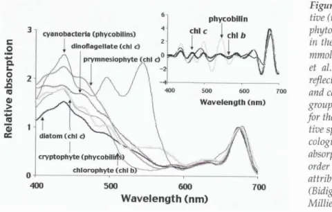 Figure  15.  The  wavelength-dependency  in  the  rela-  tive (normalized at 675 nm) absorption for the major  phytoplankton  taxa