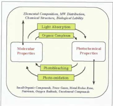 Figure  13.  A  simple  diagram  of  the  interrelationship  between  molecular  properties  of absorbing  molecules  in  the ocean and their photochemical properties