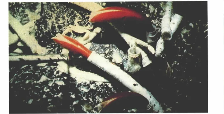 Figure  1.  Tube worm  colony  thriving  in  the hot  vents  along  an  active midocean  ridge segment