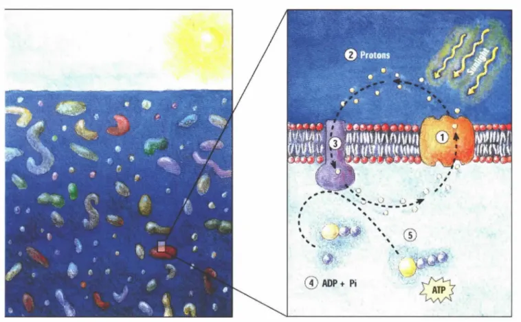 Figure 8. Schematic  showing  the conversion  of light  energy  to cellular energy  by proteorhodopsin proteins  in  the cell wall of  SAR86  bacteria