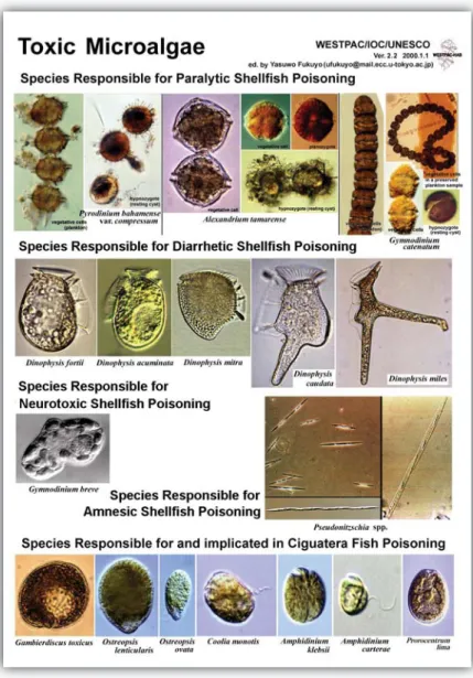 Figure 3. Toxin-producing microalgae. Source: http://dinos.anesc.u-tokyo.ac.jp/Jpeg/