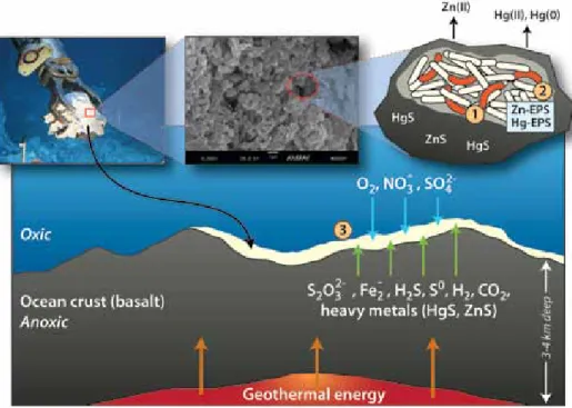 Figure 2. Diagram of a hypothetical basalt-colonizing microbial community at the oxic/anoxic inter- inter-face of a diffuse flow vent
