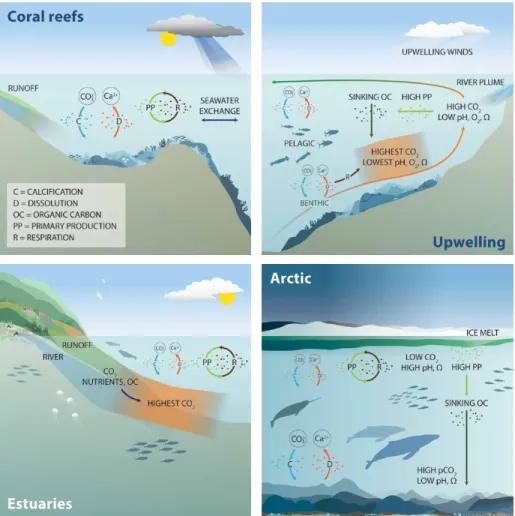 FIGURE 3. Schematic diagram of coastal ecosystem types described in the text, illustrating some  key biogeochemical processes, ecosystem structures, and species