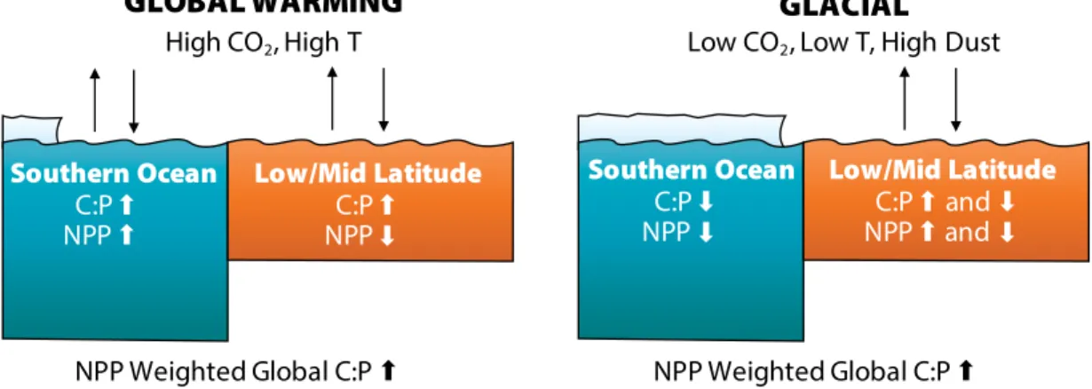 FIGURE 4. A schematic diagram illustrating the differences in two model conditions. In the global warming scenario  (left), both C:P and net primary production (NPP) increase in the Southern Ocean as sea ice retreats and nutrient  uti-lization increases