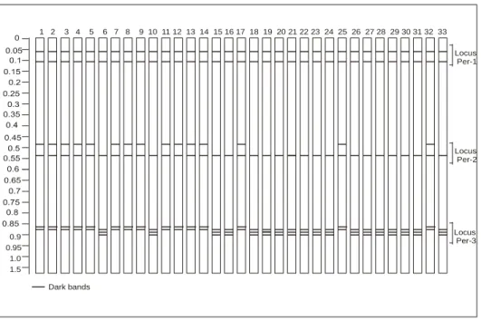 Figure 2:  Zymogram of protein profile of thirty-three barnyard millet accessions obtained through esterases