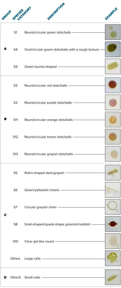 TABLE 1.  Classification of organisms based on shape, color, and size. Taxonomic  identification was deliberately avoided due to limited observation capacity.
