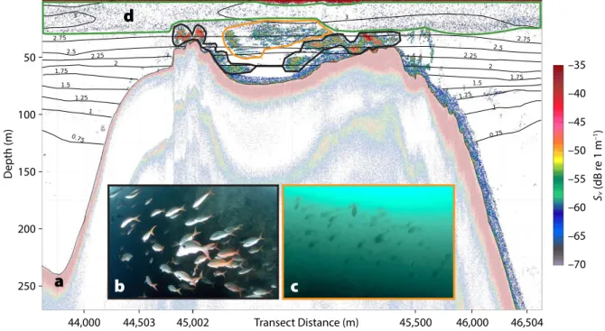 FIGURE 2.  An example 120 kHz volume backscattering strength (S v ) echogram for transect 5 (see Figure 1 for location), showing  echoes from: (a) the seabed (red band), (b) Paranthias colonus (inside the black line), (c) Balistes polylepis (inside the ora