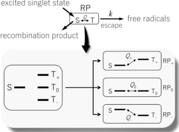 FIG. 1. A radical pair (RP) model used in the present study. The RPs are generated from the excited singlet state