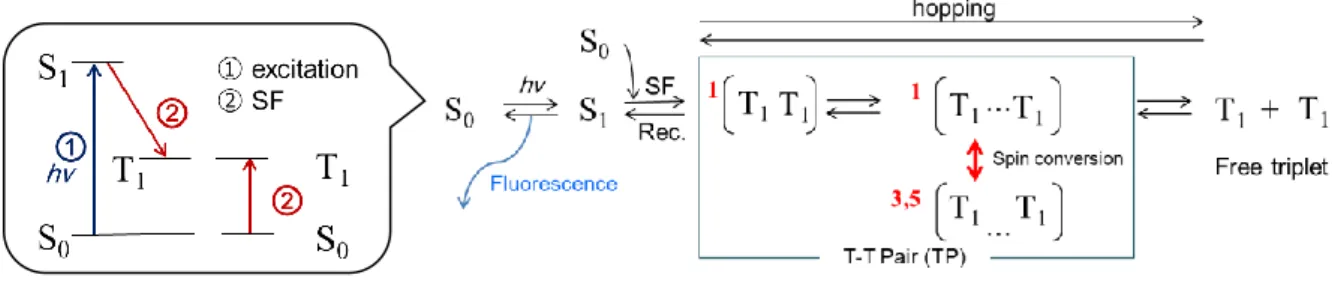 Figure 1.    Singlet fission (SF) process. 