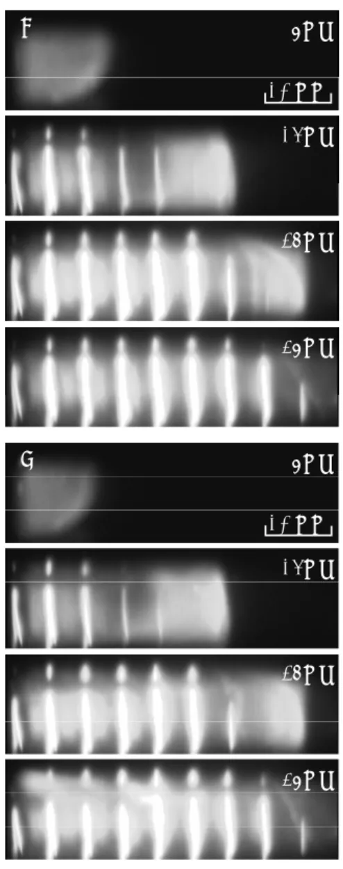 Fig. 4 Sequential images of flame spread behaviors.