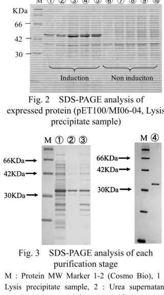 Fig. 2  SDS-PAGE analysis of    expressed protein (pET100/MI06-04, Lysis 