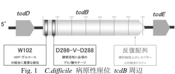 Table 2  T7 promoter 由来の primer 塩基配列
