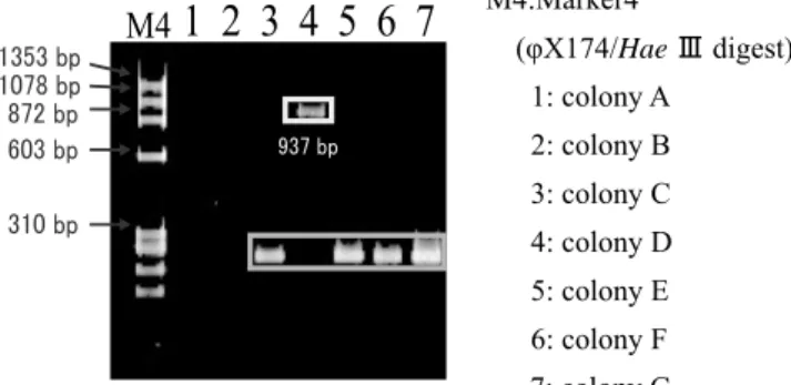 Fig. 3 Cloning site の塩基配列解析結果 