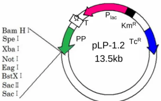 Fig. 1 Map and feature of pLP-1.2  2.2  遺伝子抽出 