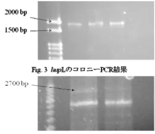 Fig. 2 R. sphaeroides I-2A-H野生株による水素生産量