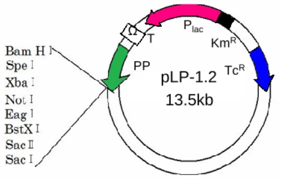 Fig. 1 Map and feature of pLP-1.2  2.2  遺伝子抽出 