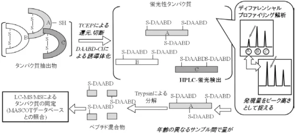 図 1. FD-LC-MS/MS 法の概略図