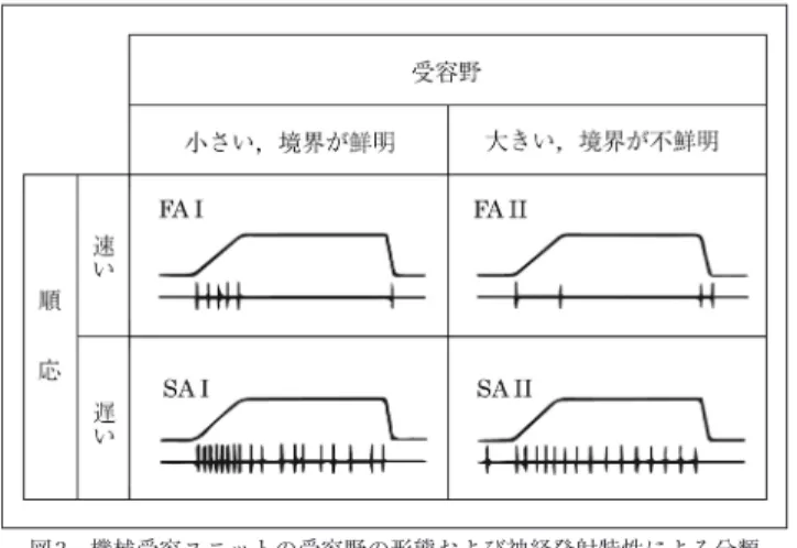 図 3 において，FA  I（Fast  Adapting  type  I）と SA  I