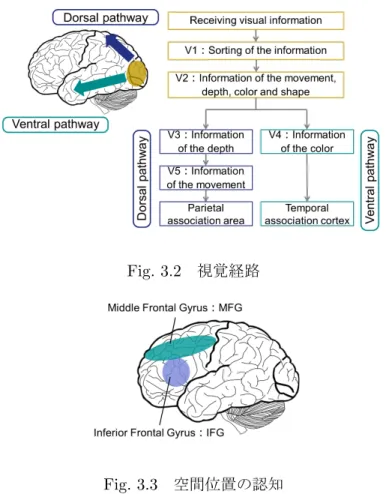 Fig. 3.2 視覚経路