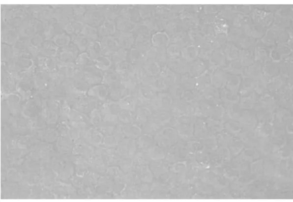 Fig. 3 Original cell image