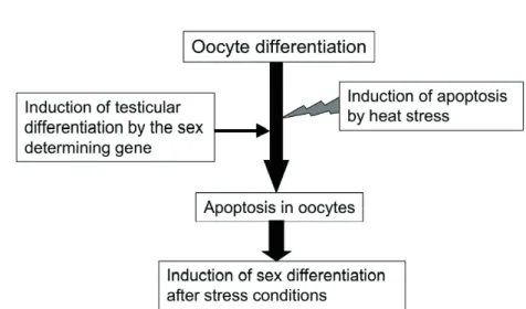 Fig. 1. Sex differentiation model under heat stress conditions in temperature- temperature-dependent sex determination mechanism in zebrafish.