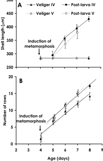 Fig. 7. Growth of shell length （A） and increase in the number of rows of radular teeth （B） with age （days after fertilization） at 20 ℃ for larval and post-larval Haliotis discus hannai（mean ±SD） obtained from different females（Batches IV and V） 