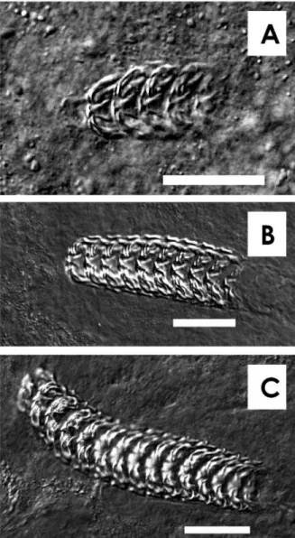 Fig. 1. Photographs of larval radula of Haliotis dis- dis-cus hannai by a differential interference contrast  mi-croscope