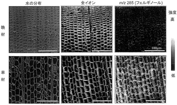 図 2-8  スギの移行材のクライオ SEM 写真と TOF-SIMS イメージ  参考文献 1)  「心材物質フェルギノールの蓄積と心材の水分布との関係が明らかに」          黒田克史、藤原  健    森林総合研究所研究成果選集  Vol.2008  p54-55 (2008)  ２．１．５  エネルギー分野 １）当社の材料技術開発の取り組み １） 当社では、素材そのものの開発は行ってないが、製品のｷｰｺﾝﾎﾟｰﾈﾝﾄのとして、エネルギー分 野で瞬時電圧低下補償装置として電気二十層きゃぱしキャパ