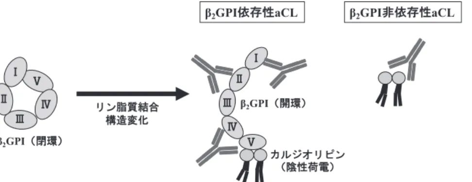 図 1 β 2 GPⅠの構造およびβ 2 GPⅠ依存性抗カルジオリピン抗体 