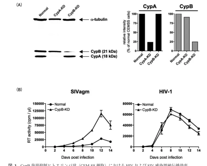 図   3　CypB 発現抑制ヒト T リンパ球（CEM-SS 細胞）における HIV および SIV 感染増殖伝播効率