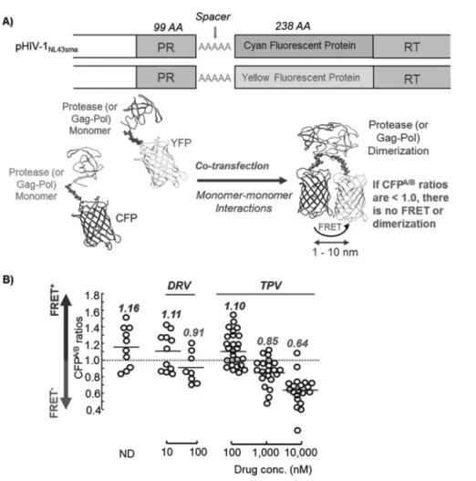 図   2　Fluorescent resonance energy transfer（FRET）を用いた HIV-1 プロテアーゼ