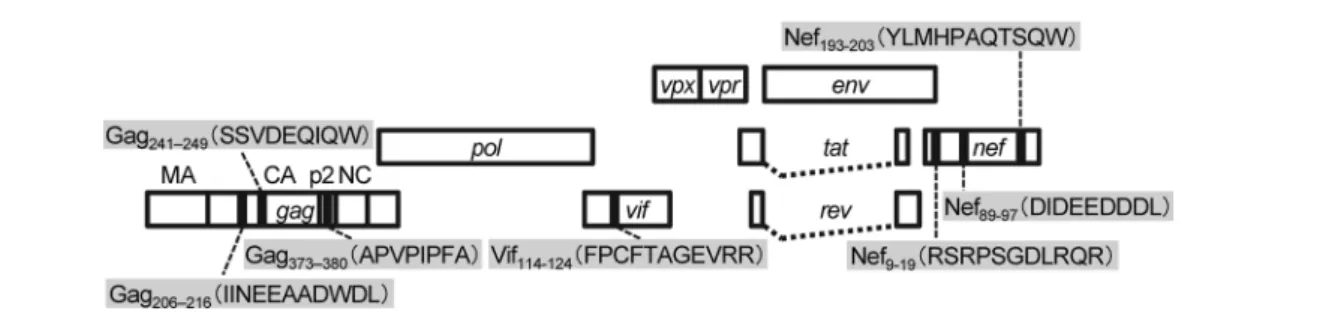 図   3　MHC-I haplotype 90-120-Ia が拘束する SIVmac239 特異的 CTL エピトープ