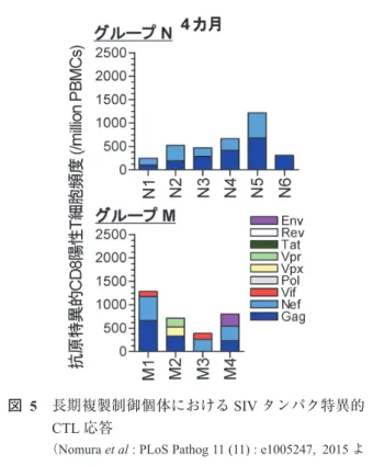図   6　長期複製制御個体における SIV エピトープ特異的