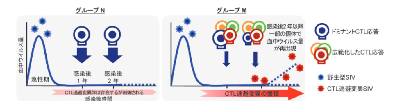 図   7　長期複製制御群に見出した 2 つのグループの模式図