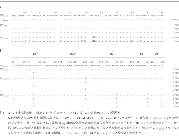 図   1　APV 耐性誘導中に認められたプロテアーゼおよび Gag 領域のアミノ酸置換