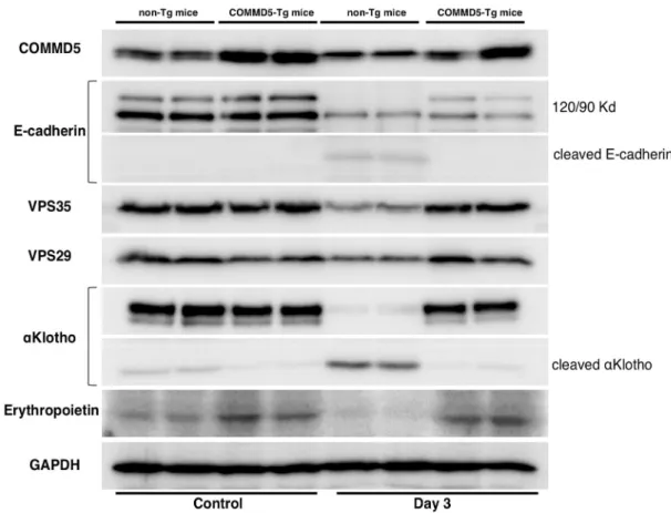 図  5   COMMD5-Tg マウスを用いたシスプラチン腎症モデルの Western blot 像。非投与群（ Control ）と投与 3 日後