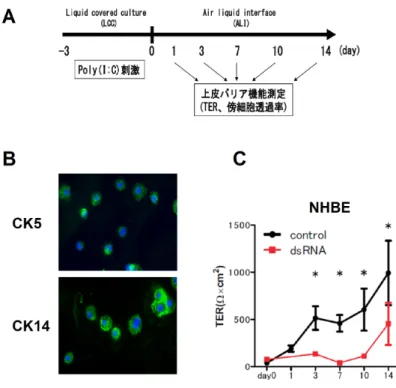 図 1  NHBE の初期に存在する基底細胞への dsRNA 刺激は上皮バリア機能を脆弱化する