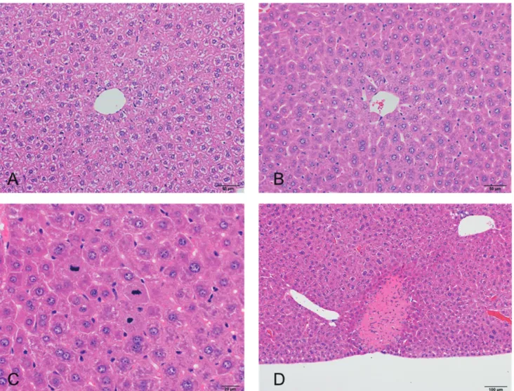 Fig. 1. Microscopic views of the liver from ICR male mice of the control (A), high dose (α-PHP, 100 mg/kg body weight; B), high dose    (5-DBFPV, 100 mg/kg body weight; C) and control (D) groups
