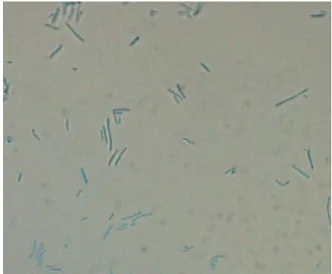 Fig. 1. Micrograph of the Yeasts Isolated from Bottled Soft Drink  Contaminated. 