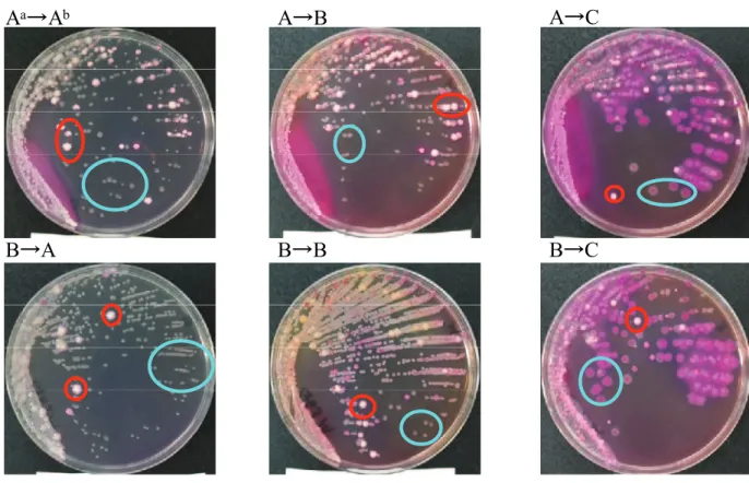 Fig. 3. Colonies on VRBG Agar after Enrichment of EE Broth, 