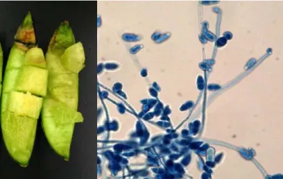 Fig. 4. Micrograph of the Fungi Isolated from Melon.( 2-celled conidia) Fig. 3. Rice Cake Contaminated by Many Kinds of 